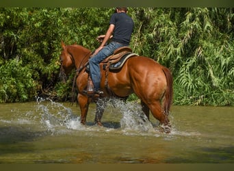 American Quarter Horse, Stute, 6 Jahre, 152 cm, Rotfuchs