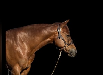 American Quarter Horse, Stute, 6 Jahre, 152 cm, Rotfuchs