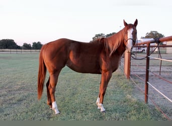 American Quarter Horse, Stute, 6 Jahre, 152 cm, Rotfuchs