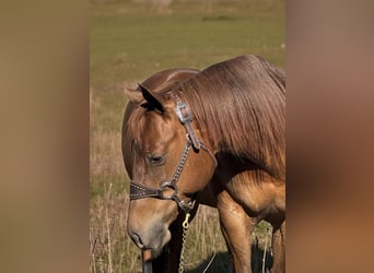 American Quarter Horse, Stute, 6 Jahre, 152 cm, Rotfuchs