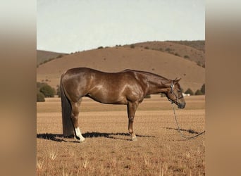 American Quarter Horse, Stute, 6 Jahre, 152 cm, Rotfuchs