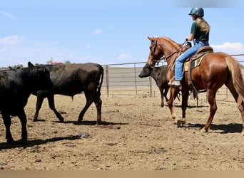 American Quarter Horse, Stute, 6 Jahre, 152 cm, Rotfuchs