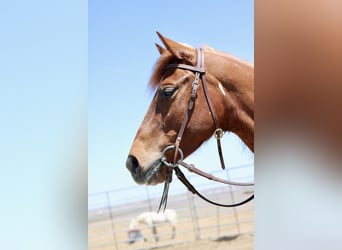 American Quarter Horse, Stute, 6 Jahre, 152 cm, Rotfuchs