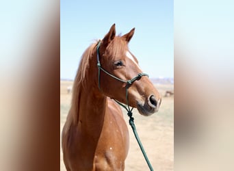 American Quarter Horse, Stute, 6 Jahre, 152 cm, Rotfuchs