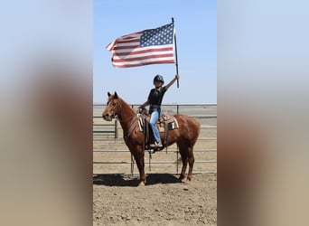 American Quarter Horse, Stute, 6 Jahre, 152 cm, Rotfuchs