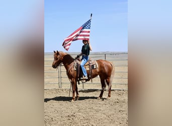 American Quarter Horse, Stute, 6 Jahre, 152 cm, Rotfuchs