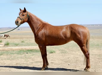 American Quarter Horse, Stute, 6 Jahre, 152 cm, Rotfuchs