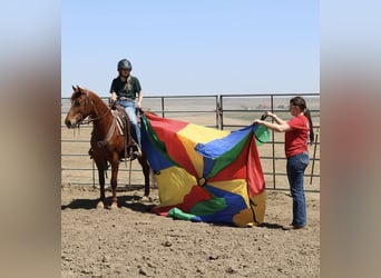 American Quarter Horse, Stute, 6 Jahre, 152 cm, Rotfuchs