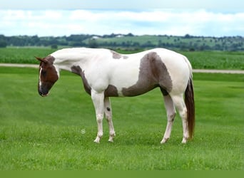American Quarter Horse, Stute, 6 Jahre, 152 cm, Tobiano-alle-Farben