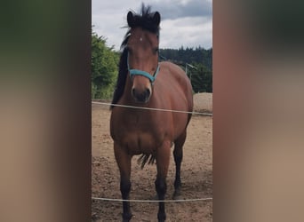 American Quarter Horse, Stute, 6 Jahre, 153 cm, Brauner
