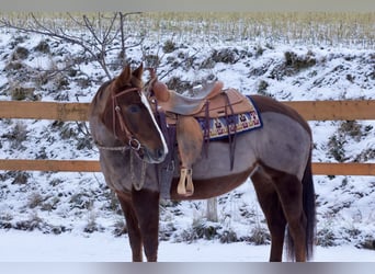 American Quarter Horse, Stute, 6 Jahre, 153 cm, Dunkelfuchs