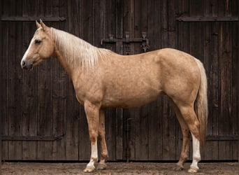 American Quarter Horse, Stute, 6 Jahre, 153 cm, Palomino
