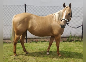 American Quarter Horse, Stute, 6 Jahre, 153 cm, Palomino