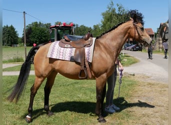 American Quarter Horse, Stute, 6 Jahre, 154 cm, Buckskin