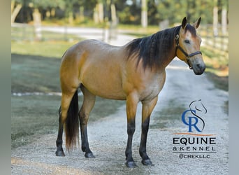 American Quarter Horse, Stute, 6 Jahre, 155 cm, Buckskin