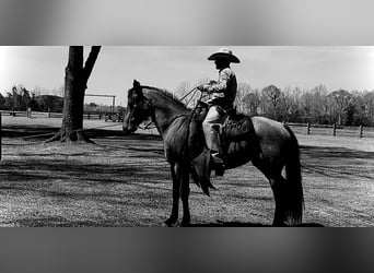 American Quarter Horse, Stute, 6 Jahre, 155 cm, Buckskin
