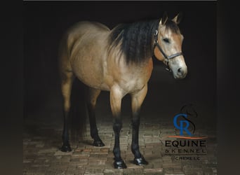 American Quarter Horse, Stute, 6 Jahre, 155 cm, Buckskin