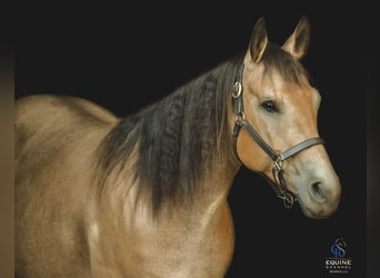 American Quarter Horse, Stute, 6 Jahre, 155 cm, Buckskin