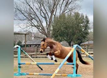American Quarter Horse, Stute, 6 Jahre, 155 cm, Buckskin