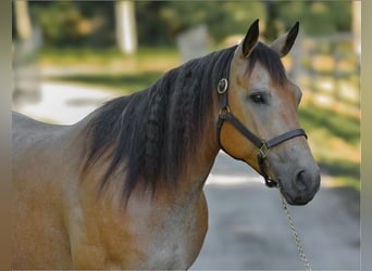 American Quarter Horse, Stute, 6 Jahre, 155 cm, Buckskin