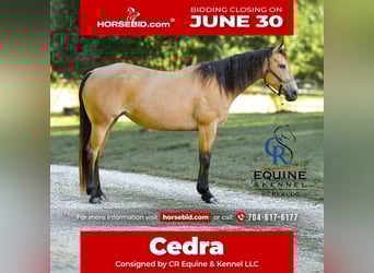American Quarter Horse, Stute, 6 Jahre, 155 cm, Buckskin
