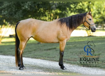 American Quarter Horse, Stute, 6 Jahre, 155 cm, Buckskin