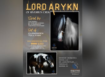 American Quarter Horse, Stute, 6 Jahre, 155 cm, Buckskin