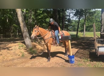 American Quarter Horse, Stute, 6 Jahre, 155 cm, Buckskin