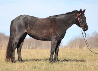 American Quarter Horse, Stute, 6 Jahre, 155 cm, Roan-Blue