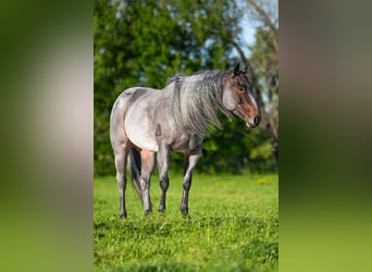 American Quarter Horse, Stute, 6 Jahre, 155 cm, Roan-Blue