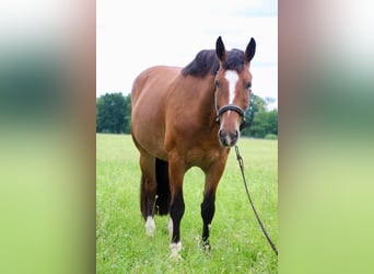 American Quarter Horse, Stute, 6 Jahre, 155 cm, Rotbrauner