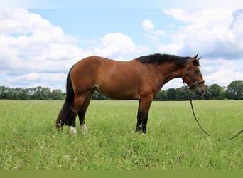 American Quarter Horse, Stute, 6 Jahre, 155 cm, Rotbrauner