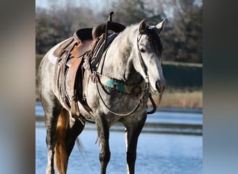 American Quarter Horse, Stute, 6 Jahre, 155 cm, Schimmel