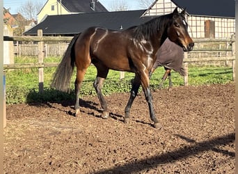 American Quarter Horse, Stute, 6 Jahre, 156 cm, Dunkelbrauner