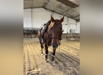 American Quarter Horse Mix, Stute, 6 Jahre, 157 cm, Dunkelfuchs