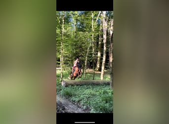 American Quarter Horse Mix, Stute, 6 Jahre, 157 cm, Dunkelfuchs