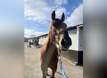 American Quarter Horse Mix, Stute, 6 Jahre, 157 cm, Dunkelfuchs