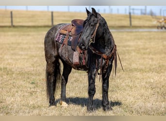 American Quarter Horse, Stute, 6 Jahre, 157 cm, Roan-Blue