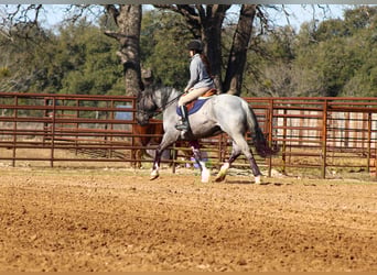 American Quarter Horse, Stute, 6 Jahre, 157 cm, Roan-Blue