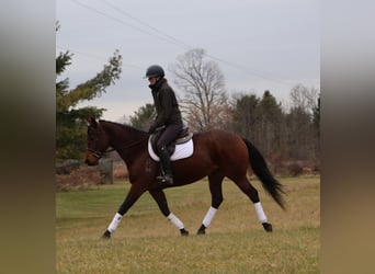 American Quarter Horse, Stute, 6 Jahre, 157 cm, Rotbrauner