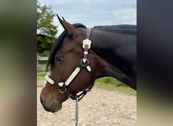 American Quarter Horse, Stute, 6 Jahre, 158 cm, Brauner