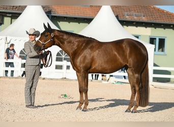American Quarter Horse, Stute, 6 Jahre, 160 cm, Fuchs