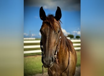 American Quarter Horse, Stute, 6 Jahre, 160 cm, Rotbrauner