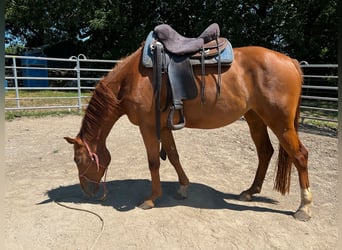 American Quarter Horse Mix, Stute, 6 Jahre, 162 cm, Fuchs