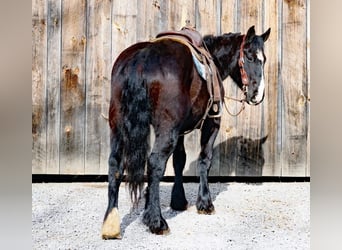 American Quarter Horse, Stute, 6 Jahre, 163 cm, Rappe