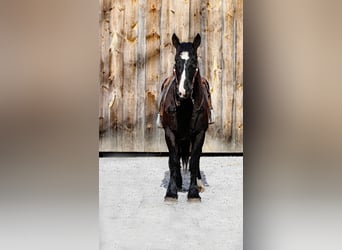 American Quarter Horse, Stute, 6 Jahre, 163 cm, Rappe