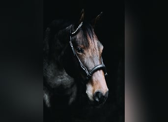 American Quarter Horse, Stute, 6 Jahre, 163 cm, Roan-Bay