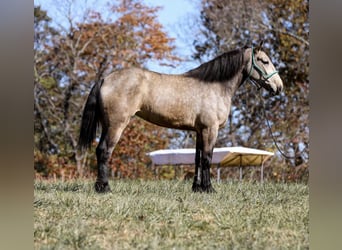 American Quarter Horse, Stute, 6 Jahre, 168 cm, Buckskin