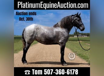 American Quarter Horse, Stute, 6 Jahre, 168 cm, Roan-Blue