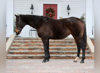 American Quarter Horse, Stute, 6 Jahre, 168 cm, Rotbrauner
